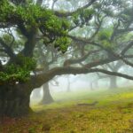 Fanal / Assobiadores - Levada Walk - Final Thoughts: Who Is This Tour Perfect For?