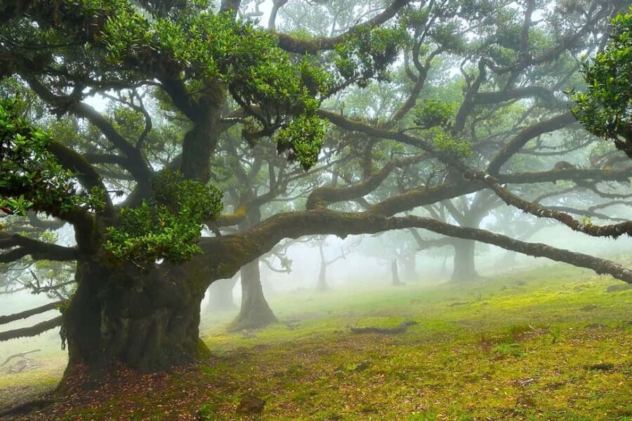 Fanal / Assobiadores - Levada Walk - Final Thoughts: Who Is This Tour Perfect For?