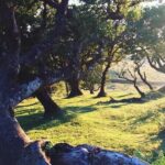 Fanal Forest Private Sunset Hike - FAQs