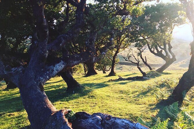 Fanal Forest Private Sunset Hike - FAQs