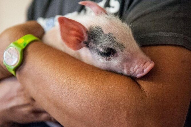 Farm Tour: the Cinta Senese Tuscan pig - Frequently Asked Questions