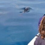 Faro: Dolphin and Wildlife Watching in the Atlantic Ocean - Summing Up: Who Will Love This Tour?