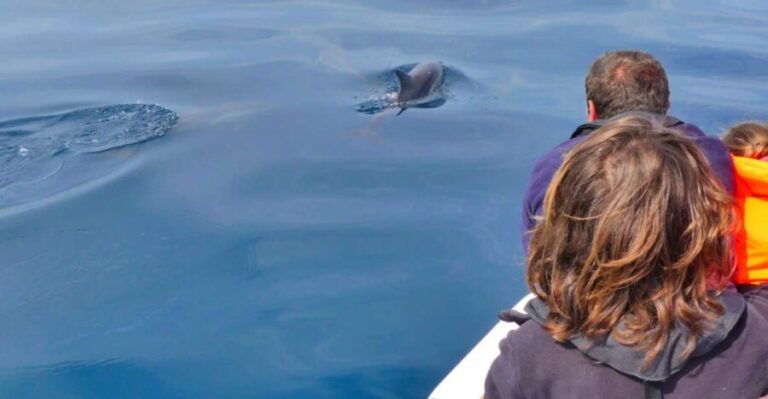 Faro: Dolphin and Wildlife Watching in the Atlantic Ocean - Summing Up: Who Will Love This Tour?
