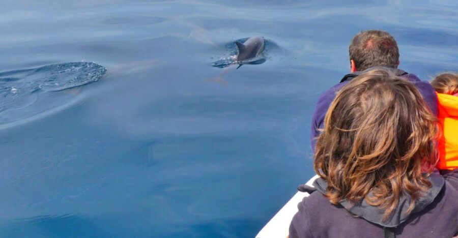 Faro: Dolphin and Wildlife Watching in the Atlantic Ocean - Summing Up: Who Will Love This Tour?