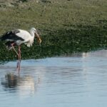 Faro: Eco-Friendly Ria Formosa Bird Watching in Solar Boat - The Value of This Tour