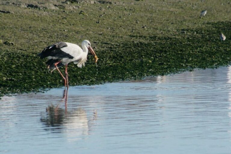 Faro: Eco-Friendly Ria Formosa Bird Watching in Solar Boat - The Value of This Tour