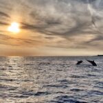 Fazana: dolphin safari and sightseeing in Brijuni at sunset - Final Thoughts on the Experience