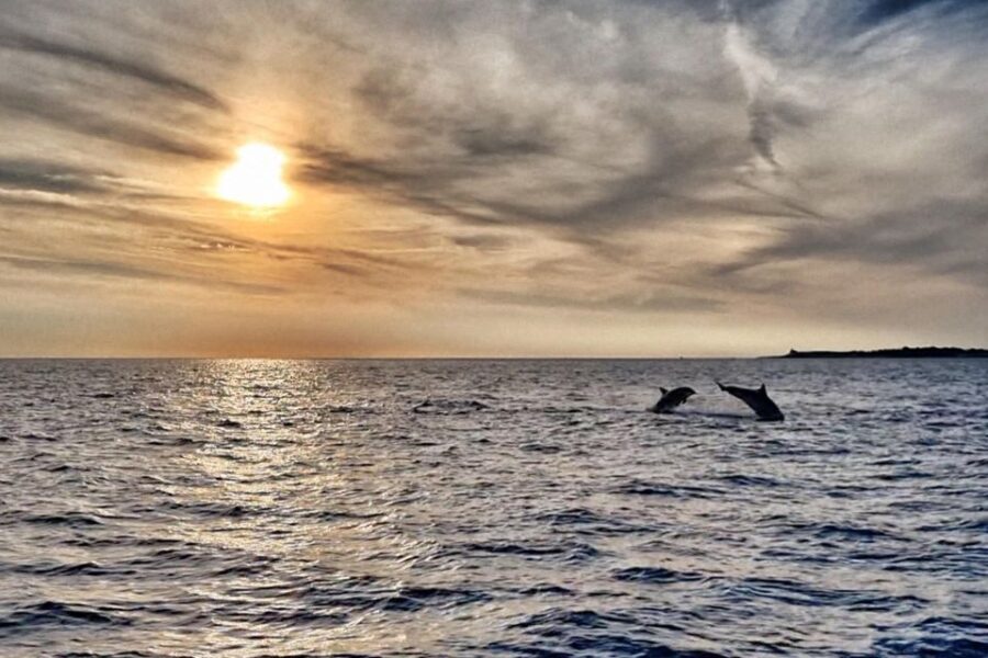 Fazana: dolphin safari and sightseeing in Brijuni at sunset - Final Thoughts on the Experience