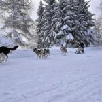 Feel the Magic of Winter with Thrilling Arctic Dog Sled Rides - The Value of the Experience