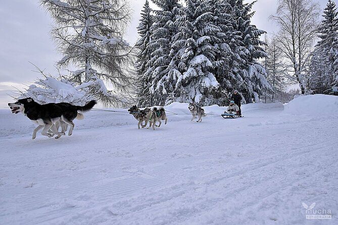 Feel the Magic of Winter with Thrilling Arctic Dog Sled Rides - The Value of the Experience