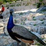 Filerimos Hill & Valley of Butterflies - Transportation and Group Size: What It Means for You