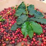 Finca Los Castaños: Agaete Valley Coffee Tour & Tasting - The Coffee Fields and Growing Process