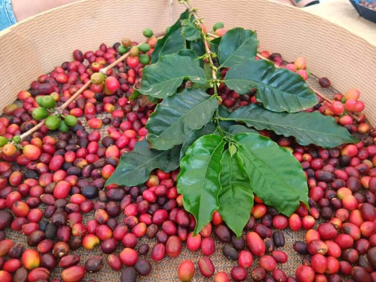 Finca Los Castaños: Agaete Valley Coffee Tour & Tasting - The Coffee Fields and Growing Process