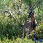 Fisgas de Ermelo Trail - Frequently Asked Questions