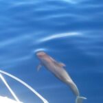 Fishing trip, Tenerife Sea Passion - The Itinerary: What to Expect