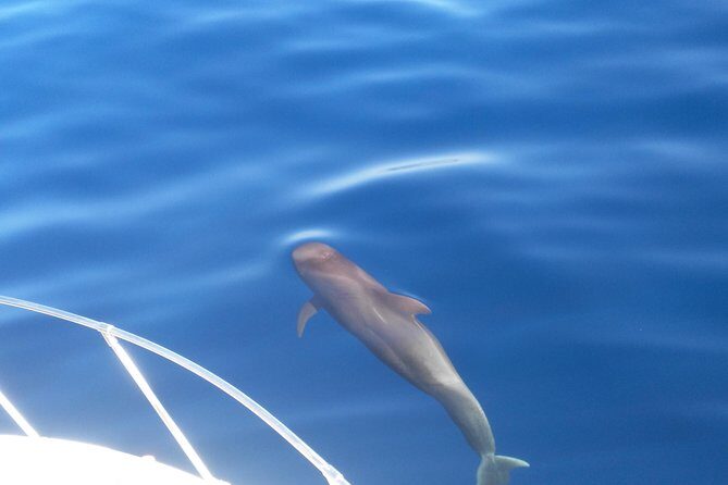 Fishing trip, Tenerife Sea Passion - The Itinerary: What to Expect