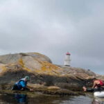 Fjällbacka: Seaweed Picking and SUP Paddling Tour - Why This Tour Offers Great Value