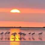 Flamingo-Birdwatching in the Ebro Delta at Sunset - Who Will Love This Tour?