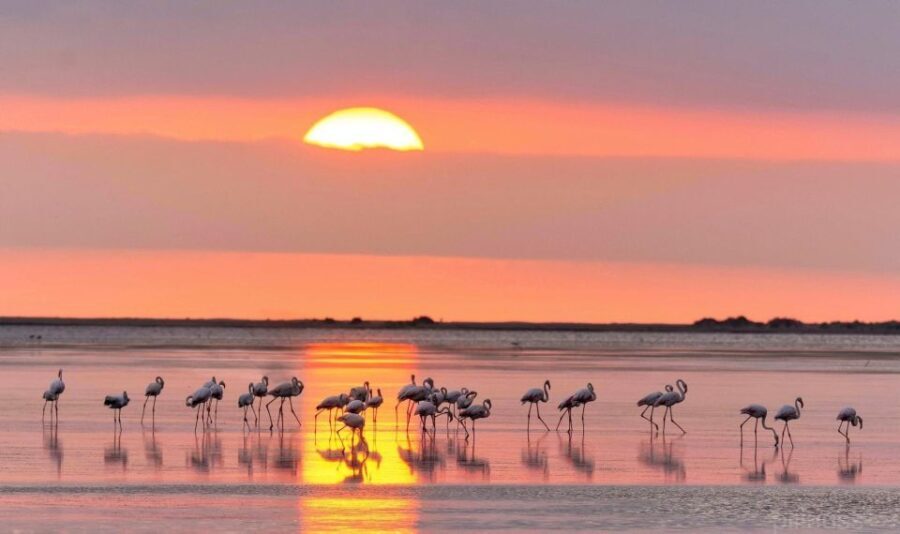 Flamingo-Birdwatching in the Ebro Delta at Sunset - Who Will Love This Tour?