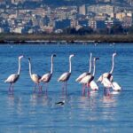 Flamingos Sightseeing Segway Tour - What It’s Like to Be on the Tour