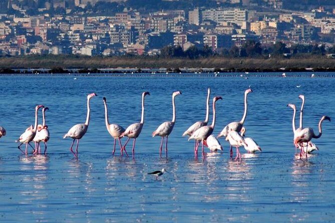 Flamingos Sightseeing Segway Tour - What It’s Like to Be on the Tour