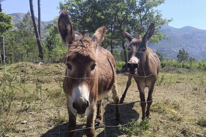 Flavours of Konavle: Wine, Food & Village Life Experience - Final Thoughts