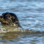 Föhr: Boat trip to the seals - Who Would Love This Tour?
