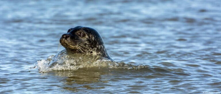 Föhr: Boat trip to the seals - Who Would Love This Tour?