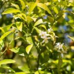 Food Experience at our Farm in Noto Hills - An In-Depth Look at the Farm Tour in Noto Hills