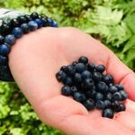 Forestbathing Slow Walking and Healing Spring Water, Stockholm - The Sum Up