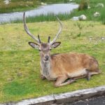 Fort William and Glencoe - What Travelers Say About This Tour