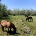 Forte dei Marmi: Horseback Riding Tour in Tuscany - Authentic Experiences and Unique Insights