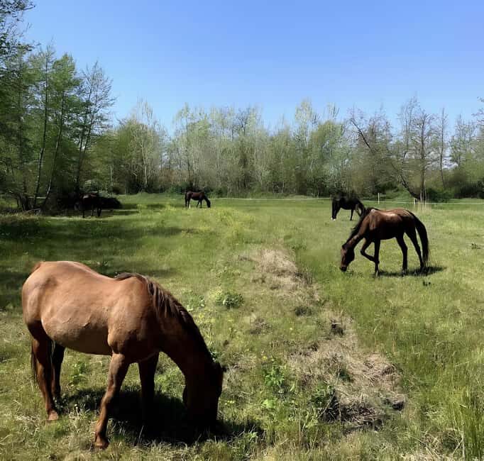Forte dei Marmi: Horseback Riding Tour in Tuscany - Authentic Experiences and Unique Insights
