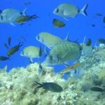 French Riviera Villefranche Bay Snorkeling Tour from Nice - Potential Drawbacks and Considerations