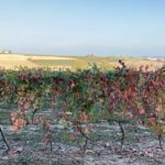 Fresh pasta with a view near Asti  Langhe, Roero, Monferrato - FAQ