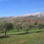From Aix-en-Provence: Half-day Wine Tour Cezanne Countryside - An Authentic Slice of Provence: What to Expect