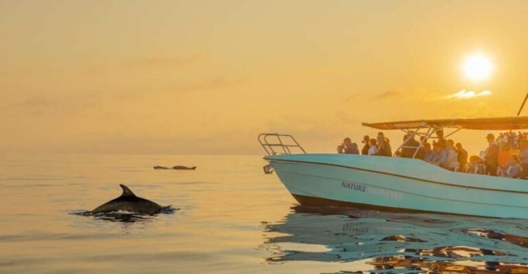 From Alcudia: Sunrise Dolphin Watching Boat Tour - What Makes This Tour Stand Out?