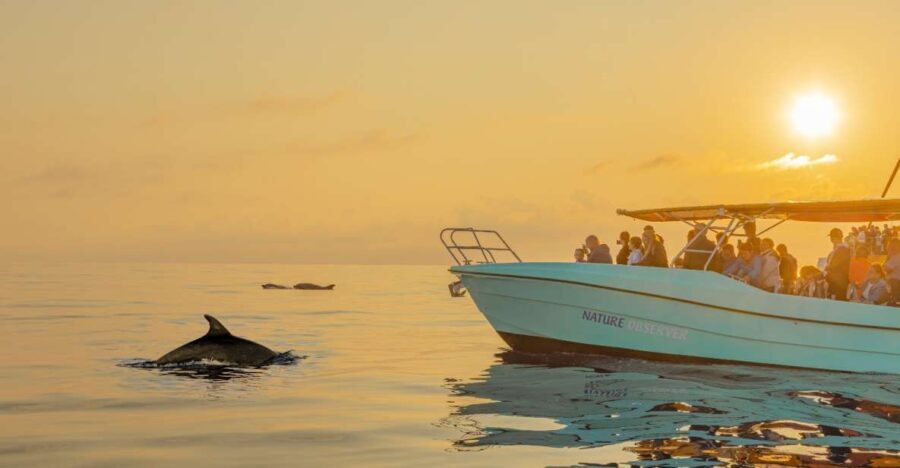 From Alcudia: Sunrise Dolphin Watching Boat Tour - What Makes This Tour Stand Out?