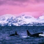 From Alta: Whale and Seabird Cruise - Authentic Insights from Reviews