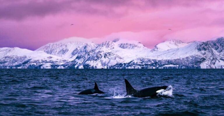 From Alta: Whale and Seabird Cruise - Authentic Insights from Reviews