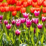 From Amsterdam: Keukenhof Gardens Ticket and Transfer - Who Is This Tour Best For?