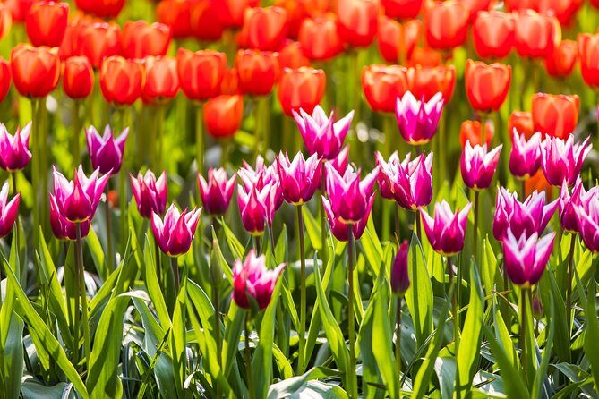 From Amsterdam: Keukenhof Gardens Ticket and Transfer - Who Is This Tour Best For?