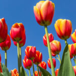 From Amsterdam: take the famous Tulip route tour - Practical Details and Value