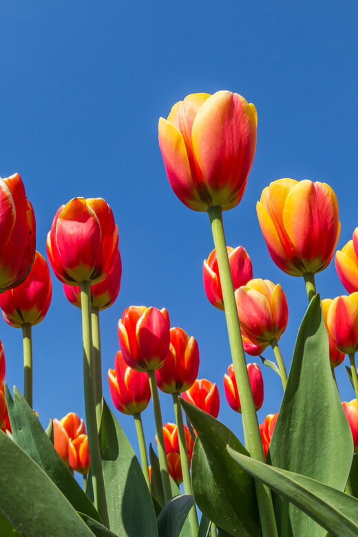 From Amsterdam: take the famous Tulip route tour - Practical Details and Value