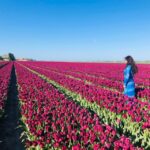 From Amsterdam: Tulip Tour Keukenhof & City Tour Delft - Final Thoughts