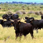 From Avignon: Camargue Tour with Pont de Gau Bird Park Entry - How the Tour Delivers Value