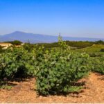 From Avignon: Half-Day Great Vineyards Tour - The Itinerary: What You’ll See and Do