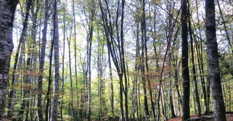 From Barcelona: Medieval Villages and Volcanic Hiking Tour - Who Will Love This Tour?