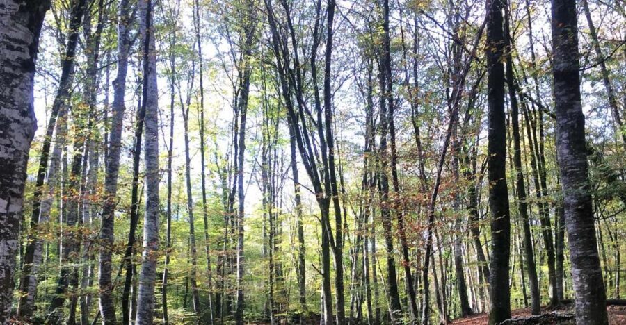 From Barcelona: Medieval Villages and Volcanic Hiking Tour - Who Will Love This Tour?