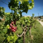 From Barcelona: Sailing and Wine Tasting Experience - FAQ